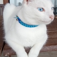 Tekir Kedi, Kedi  Chucky fotoğrafı