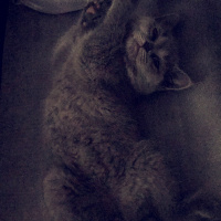 British Shorthair, Kedi  Lila fotoğrafı