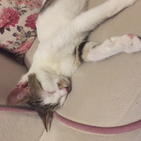 Tekir Kedi, Kedi  Bulut fotoğrafı