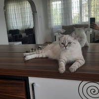 British Shorthair, Kedi  İnci fotoğrafı