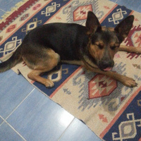 Alman Çoban Köpeği, Köpek  Nica fotoğrafı