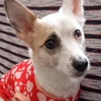 Chihuahua, Köpek  STELLA fotoğrafı