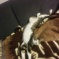 Tekir Kedi, Kedi  Paşa fotoğrafı