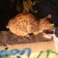 Tekir Kedi, Kedi  Kedi fotoğrafı