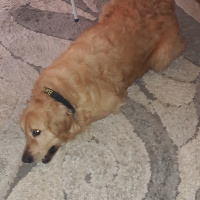 Golden Retriever, Köpek  Bambam fotoğrafı