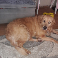 Golden Retriever, Köpek  Bambam fotoğrafı