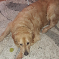 Golden Retriever, Köpek  Bambam fotoğrafı