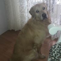 Golden Retriever, Köpek  Bambam fotoğrafı
