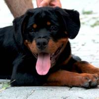 Rottweiler, Köpek  Odin Von Strabon fotoğrafı