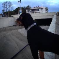 Rottweiler, Köpek  Odin Von Strabon fotoğrafı