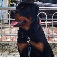 Rottweiler, Köpek  Odin Von Strabon fotoğrafı