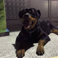 Rottweiler, Köpek  Odin Von Strabon fotoğrafı