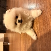 Pomeranyalı, Köpek  Bali fotoğrafı