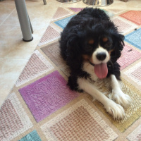 Cavalier King Charles Spanieli, Köpek  Daisy fotoğrafı