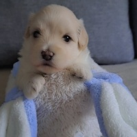 Pomeranyalı, Köpek  Ponçik fotoğrafı