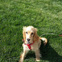 İngiliz Cocker Spaniel, Köpek  canis fotoğrafı