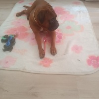 Boxer, Köpek  Peanut fotoğrafı
