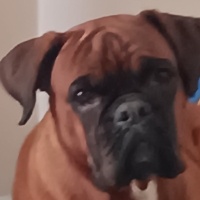 Boxer, Köpek  Peanut fotoğrafı