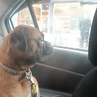 Boxer, Köpek  Peanut fotoğrafı