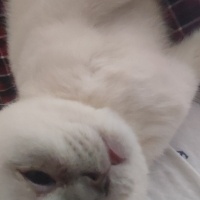 Scottish Fold, Kedi  Prens fotoğrafı