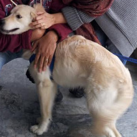 Golden Retriever, Köpek  Köpük fotoğrafı