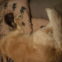 Golden Retriever, Köpek  Köpük fotoğrafı