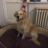 Golden Retriever, Köpek  Köpük fotoğrafı