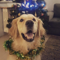 Golden Retriever, Köpek  Köpük fotoğrafı