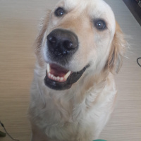 Golden Retriever, Köpek  Köpük fotoğrafı