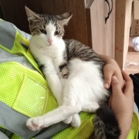 Tekir Kedi, Kedi  Mercan fotoğrafı