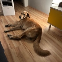 Labrador Retriever, Köpek  Rex fotoğrafı
