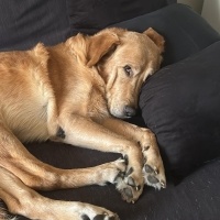 Labrador Retriever, Köpek  Rex fotoğrafı