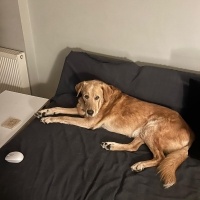 Labrador Retriever, Köpek  Rex fotoğrafı