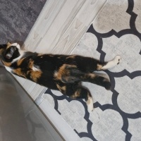 Tekir Kedi, Kedi  Mia fotoğrafı