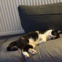 Tekir Kedi, Kedi  Mia fotoğrafı