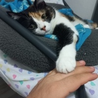 Tekir Kedi, Kedi  Mia fotoğrafı