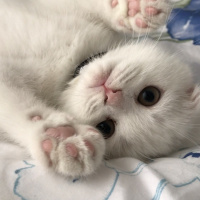 Scottish Fold, Kedi  Üzüm fotoğrafı