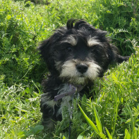 Glen of Imaal Terrier, Köpek  Zeytin fotoğrafı