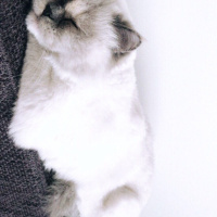 İran Kedisi (Persian), Kedi  Pamuk fotoğrafı