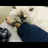 İran Kedisi (Persian), Kedi  Pamuk fotoğrafı