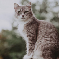 British Shorthair, Kedi  Mocha fotoğrafı