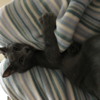 British Shorthair, Kedi  kanka  fotoğrafı