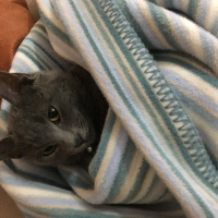 British Shorthair, Kedi  kanka  fotoğrafı