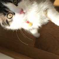 Tekir Kedi, Kedi  Asuman fotoğrafı