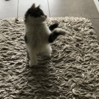 Tekir Kedi, Kedi  Asuman fotoğrafı