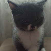 British Shorthair, Kedi  Çiko  fotoğrafı