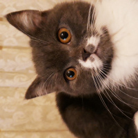 British Shorthair, Kedi  Çiko  fotoğrafı