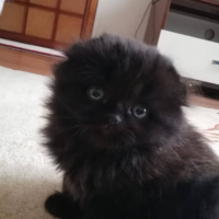 British Shorthair, Kedi  Çiko  fotoğrafı