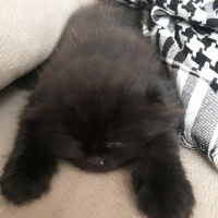 British Shorthair, Kedi  Çiko  fotoğrafı