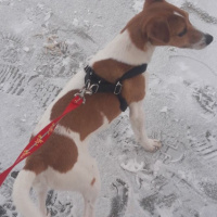 Jack Russell Terrier, Köpek  Maylo fotoğrafı